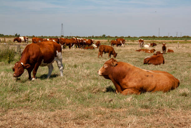 istock Bull limousine race 1206408822