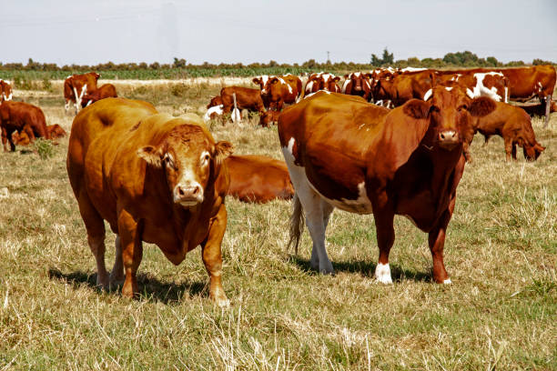 istock Bull breed limousine and cows breed Montbeliarde from the front 1206408933