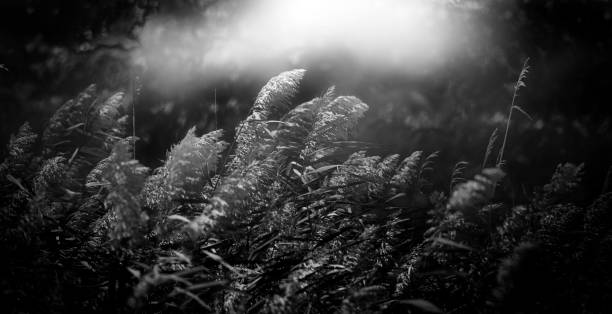 istock Tall reeds bending in the wind 1206412455