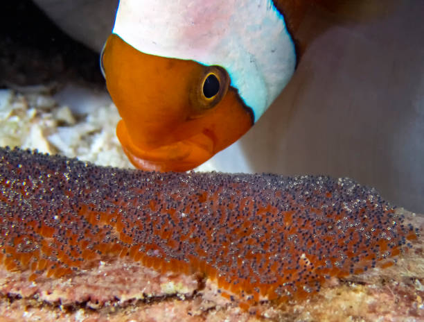 saddleback clownfish (amphiprion polymnus) cuidando sus huevos - nature macro reef animal fotografías e imágenes de stock