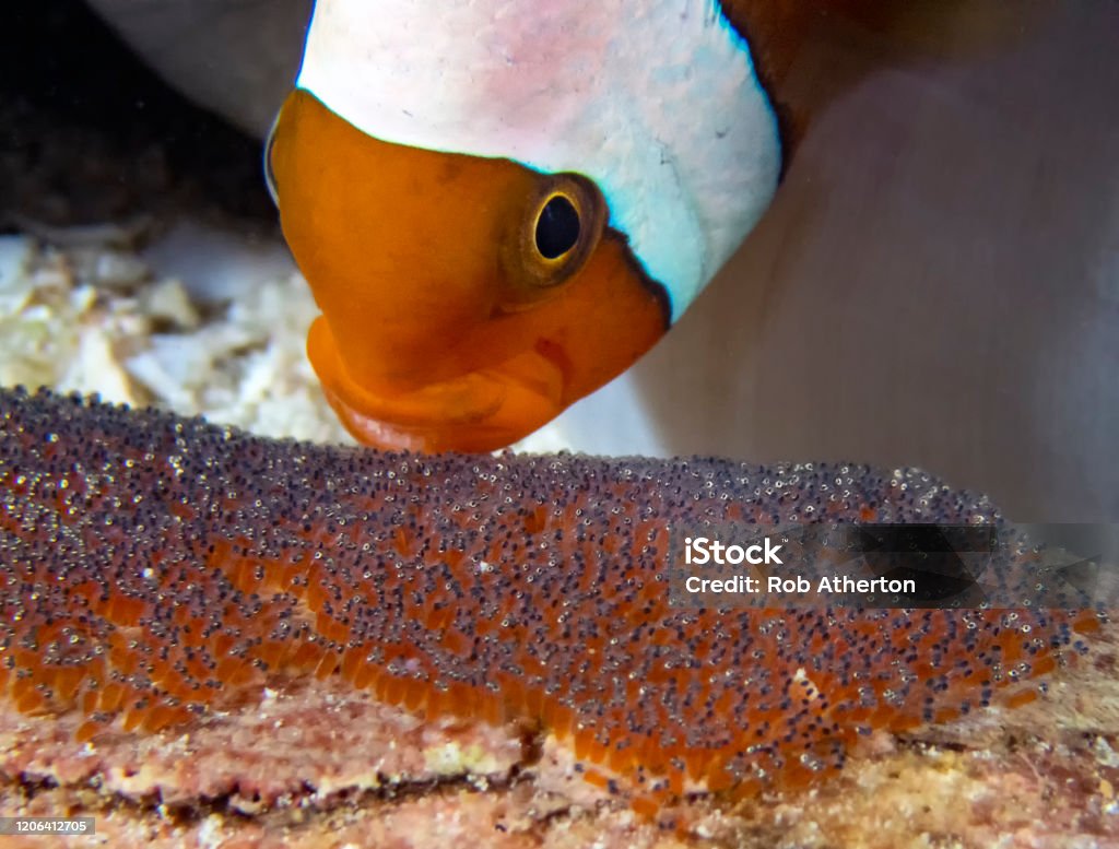 Saddleback Clownfish (Amphiprion polymnus) looking after their eggs Clown Fish Stock Photo