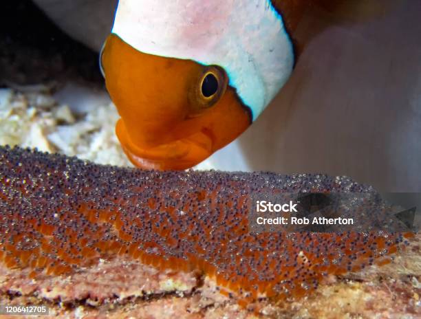 Saddleback Clownfish Looking After Their Eggs Stock Photo - Download Image Now