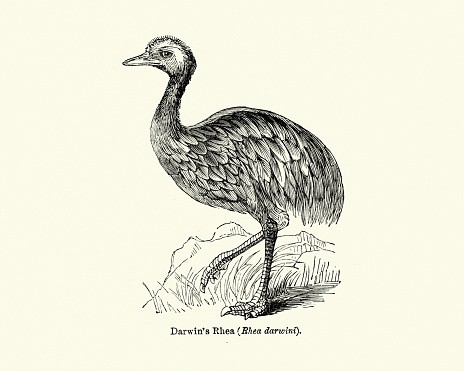 Vintage engraving of a Darwin's rhea (Rhea pennata), also known as the lesser rhea, is a large flightless bird, but the smaller of the two extant species of rheas. It is found in the Altiplano and Patagonia in South America.