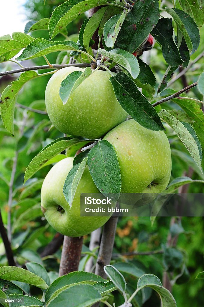 apple - Photo de Agriculture libre de droits