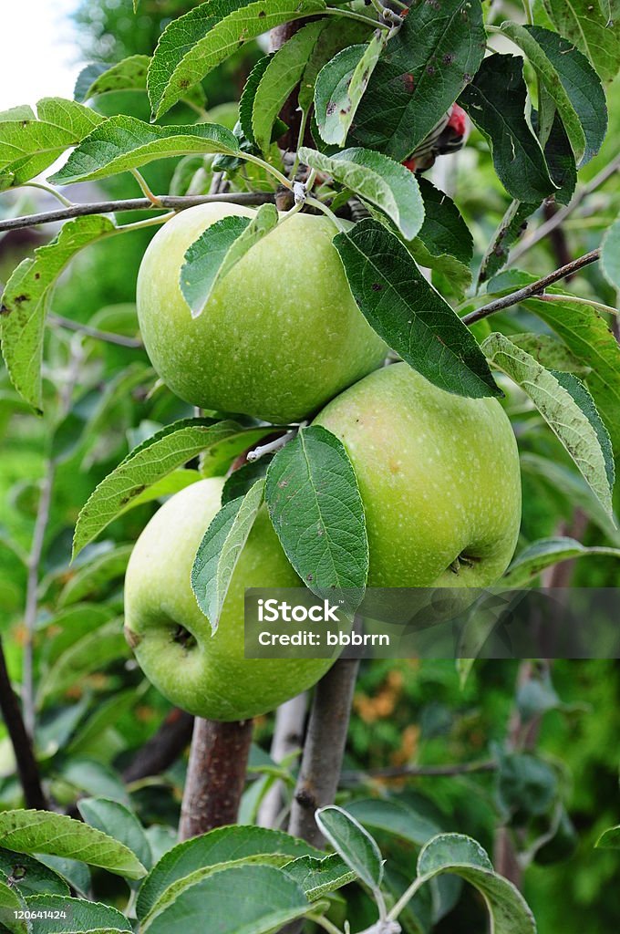 사과나무 - 로열티 프리 0명 스톡 사진