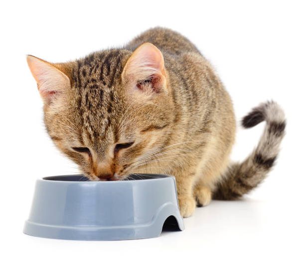 istock Cat eating dry food. 1206415499
