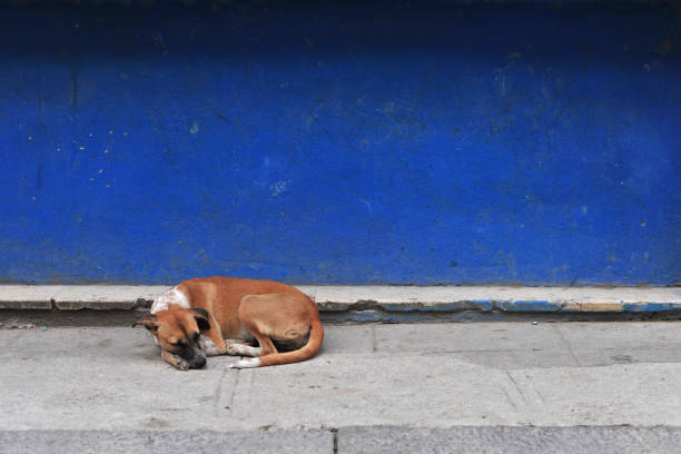istock Sleeping street dog in Havana, Cuba 1206418352