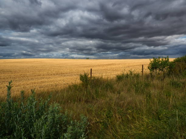 istock Light effect on wheat fields under a stormy sky in France 1206418950