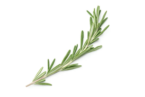istock Rosemary isolated on white background. Top view 1206421204