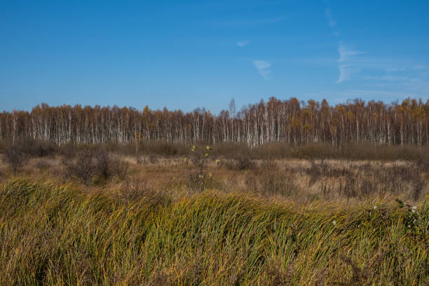 This is one of the only virgin forest in Denmark, it originate from seeds blown from Sweden. The picture is taken at Kalvebod Fælled - Kalvebod Commons, which is a nature area and public park close to the center of Copenhagen and it is a popular area for bird watchers