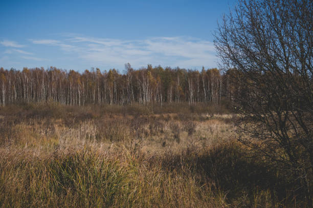 istock landscape with swamps covered in phragmites and forest 1206421509