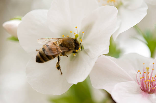 Honey Bee stock photo