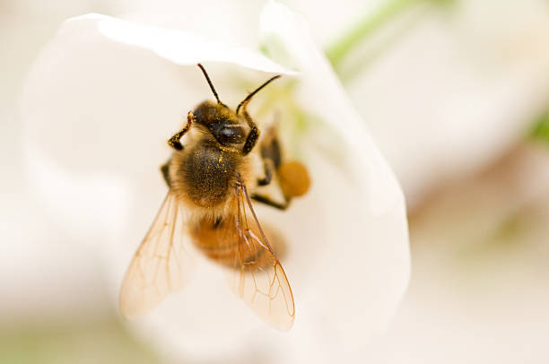 Honey Bee stock photo