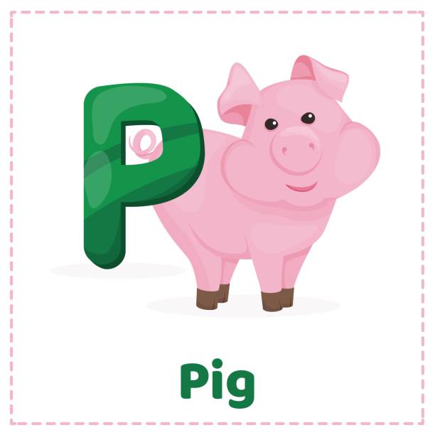 10+ Flashcard Letter P Is For Pig Stock Illustrations, Royalty