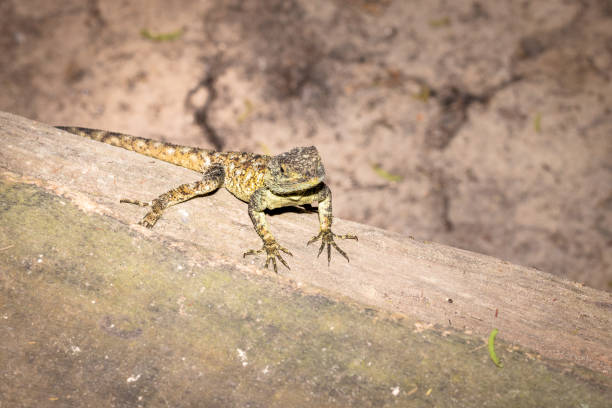 istock Brown Agama lizard, Ishasha, Uganda, Africa 1206424056
