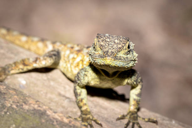 istock Brown Agama lizard, Ishasha, Uganda, Africa 1206424077