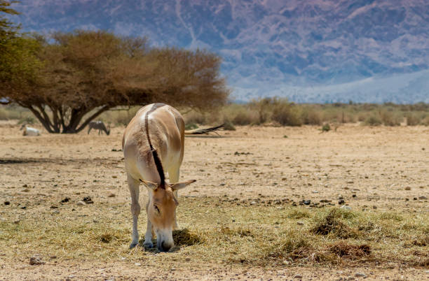 istock Onager is semi-domesticated donkey 1206424463