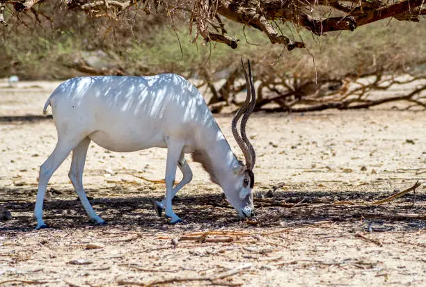 Photo of Adult male of curved horned antelope Addax (Addax nasomaculatus)