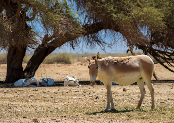 istock Onager is semi-domesticated donkey 1206424677