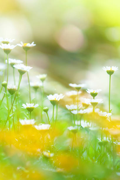blühende kamillenblüten bei sonnenaufgang. - daisy marguerite flower grass stock-fotos und bilder