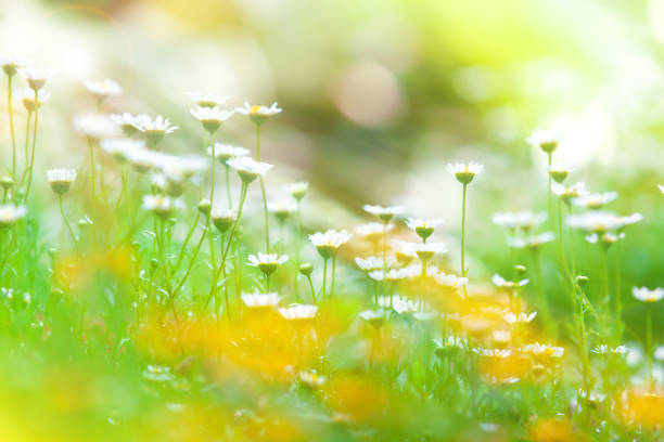 istock Blooming chamomile flowers at sunrise. 1206425787