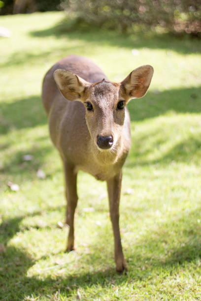 istock potrait female deer watching camera on park 1206426623