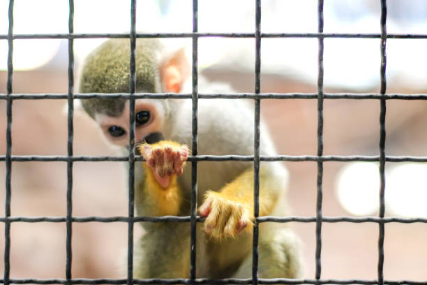 istock small yellow leg monkey on tree in zoo cage 1206426662