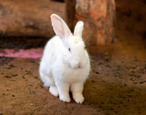 istock white rabbit on dark sand in zoo 1206426666