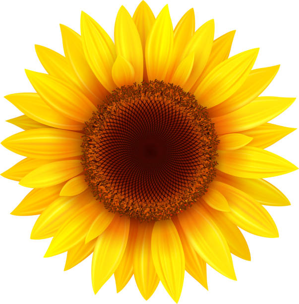 ilustraciones, imágenes clip art, dibujos animados e iconos de stock de girasol aislado sobre blanco - estambre