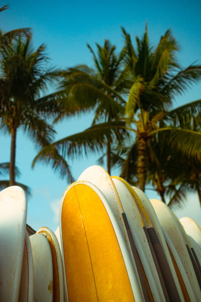 tablas de surf en la playa en hawái con palmeras y blue sky - north shore hawaii islands oahu island fotografías e imágenes de stock