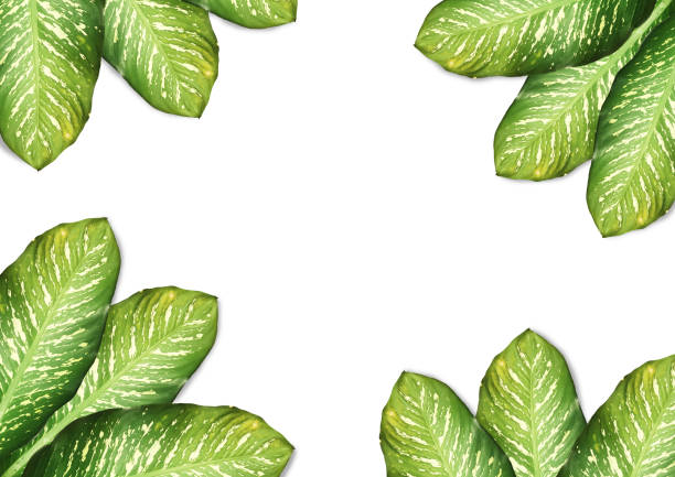 istock Flat lay layout of tropical leaves green on white background with copy space.Clipping path, Top view 1206432520