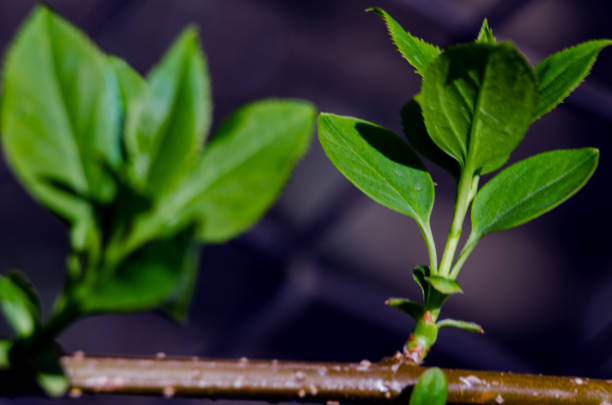 istock willow branch in the spring for holidays or with leaves 1206433409