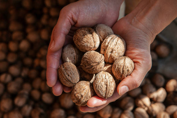 istock Woman's hands, holding a handful of organic walnuts 1206433847