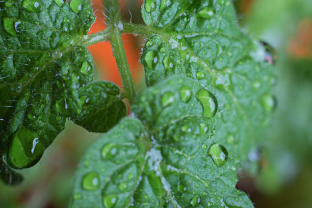 istock Drops of dew on cherry tomato leaves. 1206435663