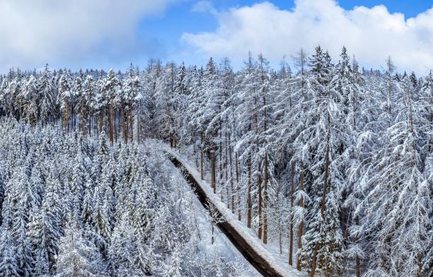 istock Winter landscape with snowy spruce trees 1206440496