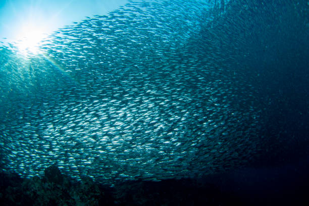istock Huge swarm of sardines 1206443025