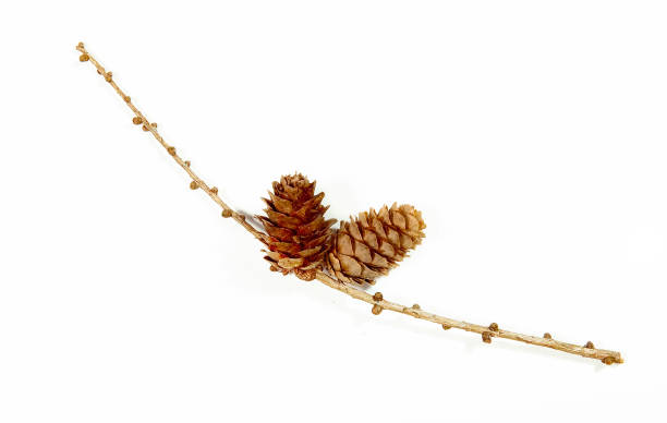 istock Fir branch with cones on a white background 1206445041