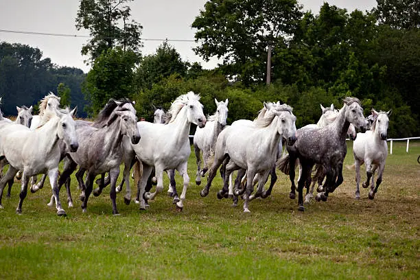 herd of white horses running