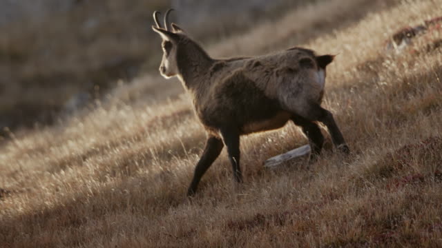 Slow motion shot of a chamois walking down a hill