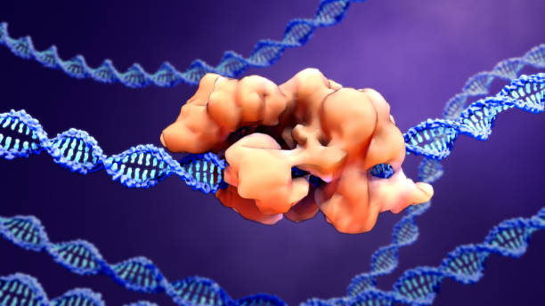 CRISPR-Cas9 proteins recognize and cut foreign pathogenic DNA CRISPR-Cas9
proteins recognize and cut foreign pathogenic DNA crispr stock pictures, royalty-free photos & images