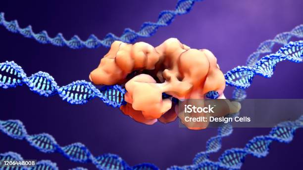 Crisprcas9 Proteins Recognize And Cut Foreign Pathogenic Dna Stock Photo - Download Image Now