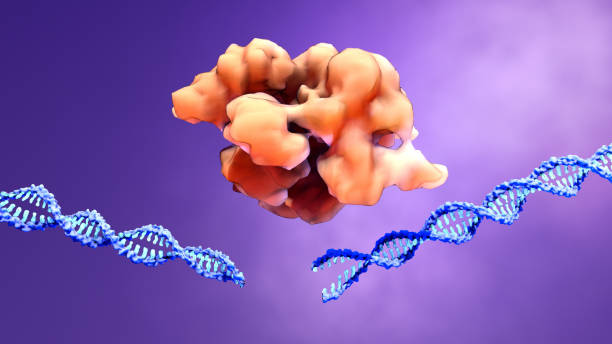 CRISPR-Cas9 proteins recognize and cut foreign pathogenic DNA CRISPR-Cas9
proteins recognize and cut foreign pathogenic DNA crispr photos stock pictures, royalty-free photos & images