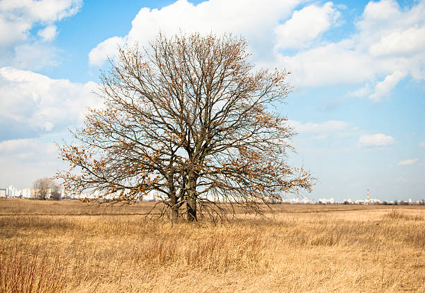 裸オークのドライ草フィールド - bare tree tree single object loneliness ストックフォトと画像