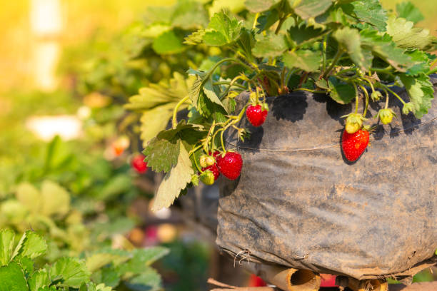 istock Green strawberries leaf with the fruit. 1206450515