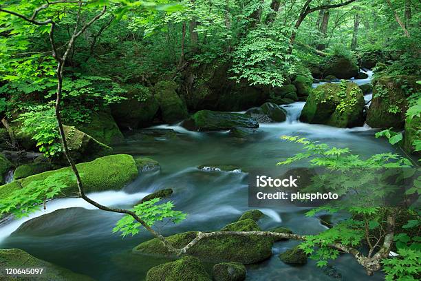 Flusso Nella Foresta - Fotografie stock e altre immagini di Acqua - Acqua, Acqua fluente, Albero