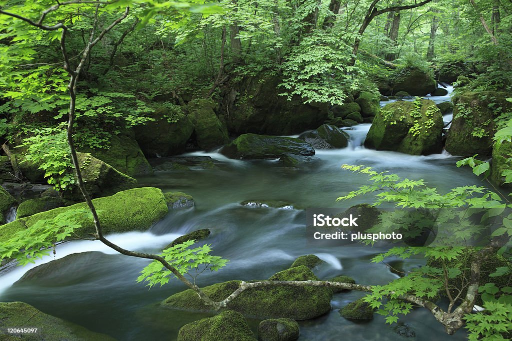 스트림 녹색 임산 - 로열티 프리 강 스톡 사진