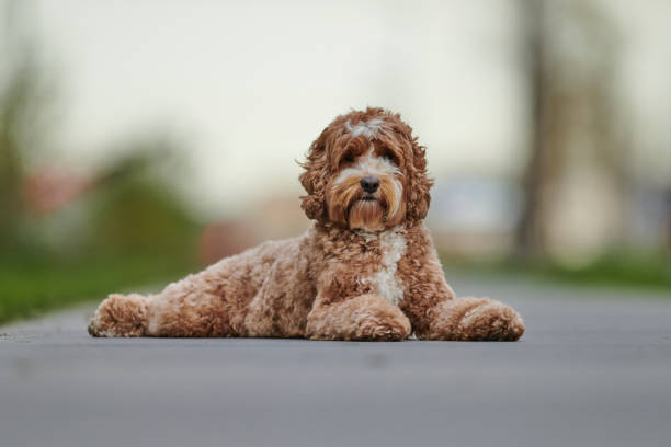 Labradoodle - Designer Dog Labradoodle labradoodle stock pictures, royalty-free photos & images