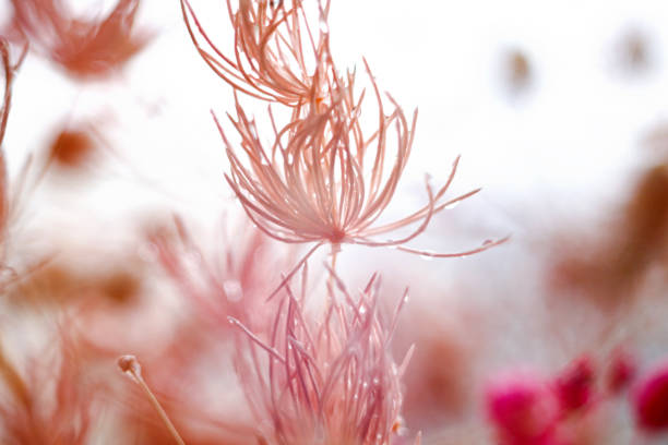 macro shot of pastel flowers with dew drops. Soft focus.