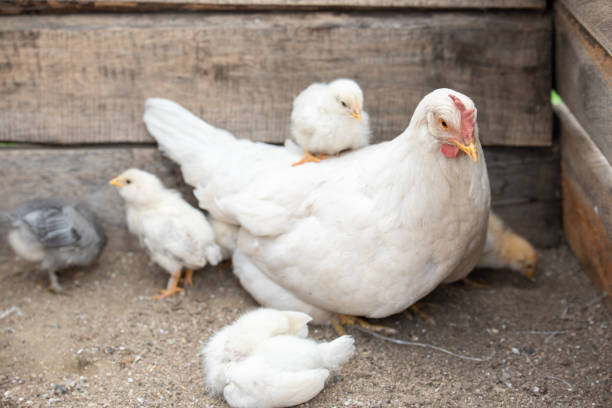 istock White chicken and little chickens 1206454793