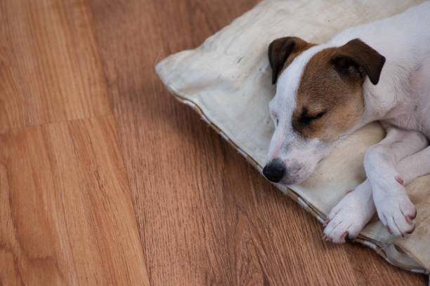 istock Jack Russell puppy sleeping on pillow on floor 1206455949